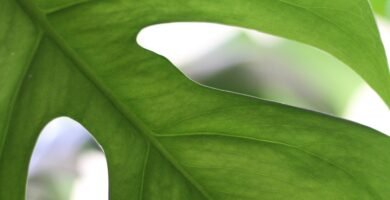 water droplets on green leaf